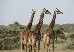 Safaris, lodges y lujo en frica: cmo Tanzania se gan un lugar en el mapa de los viajeros premium de Uruguay