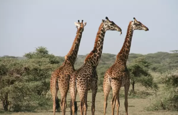 Safaris, lodges y lujo en África: cómo Tanzania se ganó un lugar en el mapa de los viajeros premium de Uruguay