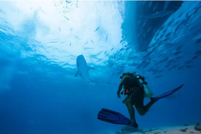 Turismo con tiburones