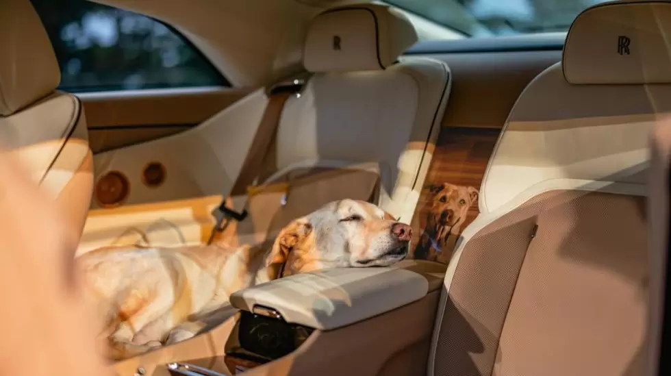 Bailey, cruce de golden retriever y labrador, se relaja en el Rolls-Royce Spectr