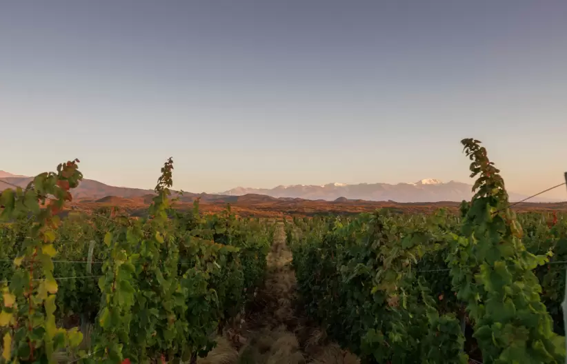 Nieto Senetiner 0% Brut está elaborado con 100% Pinot Noir del Valle de Uco, Mendoza.