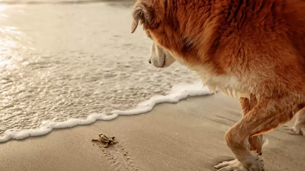 Turtle Watch, 3er lugar, categora Documental; Un perro gentil observ cmo una