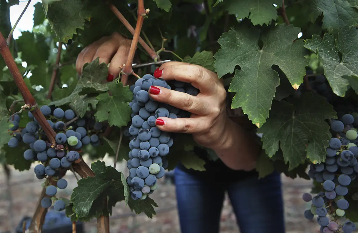 El Gobierno desarma el financiamiento de la Coviar y abre una nueva etapa para el vino argentino