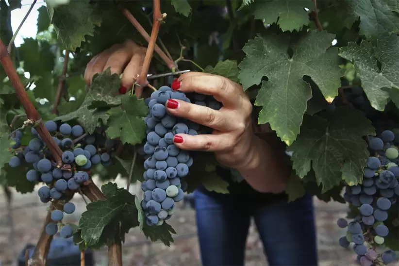 dia del vino arg_0007_photo by david silverman getty images 3