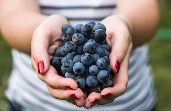 Da del Vino Argentino: Qu hay despus del Malbec?