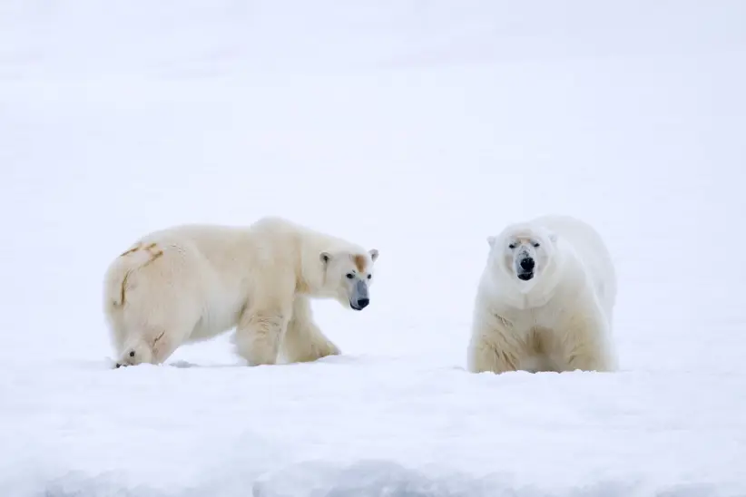 gettyimages-2226615885