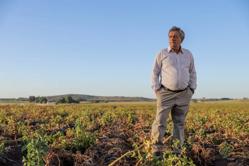 girasol_las otras plagas_girasol_syngenta (2) (1)