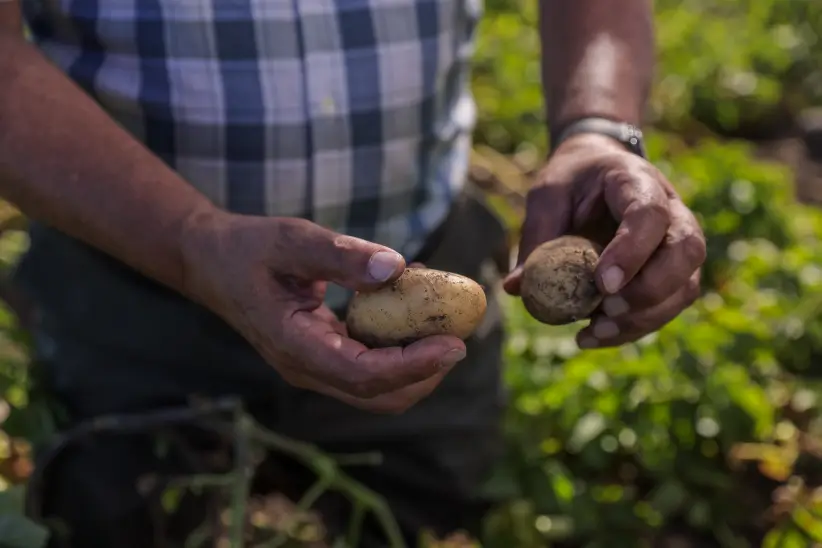 girasol_las otras plagas_girasol_syngenta (2) (1)