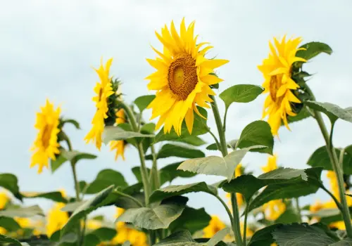 El girasol gana terreno: buenos precios y márgenes impulsan la siembra en la próxima campaña