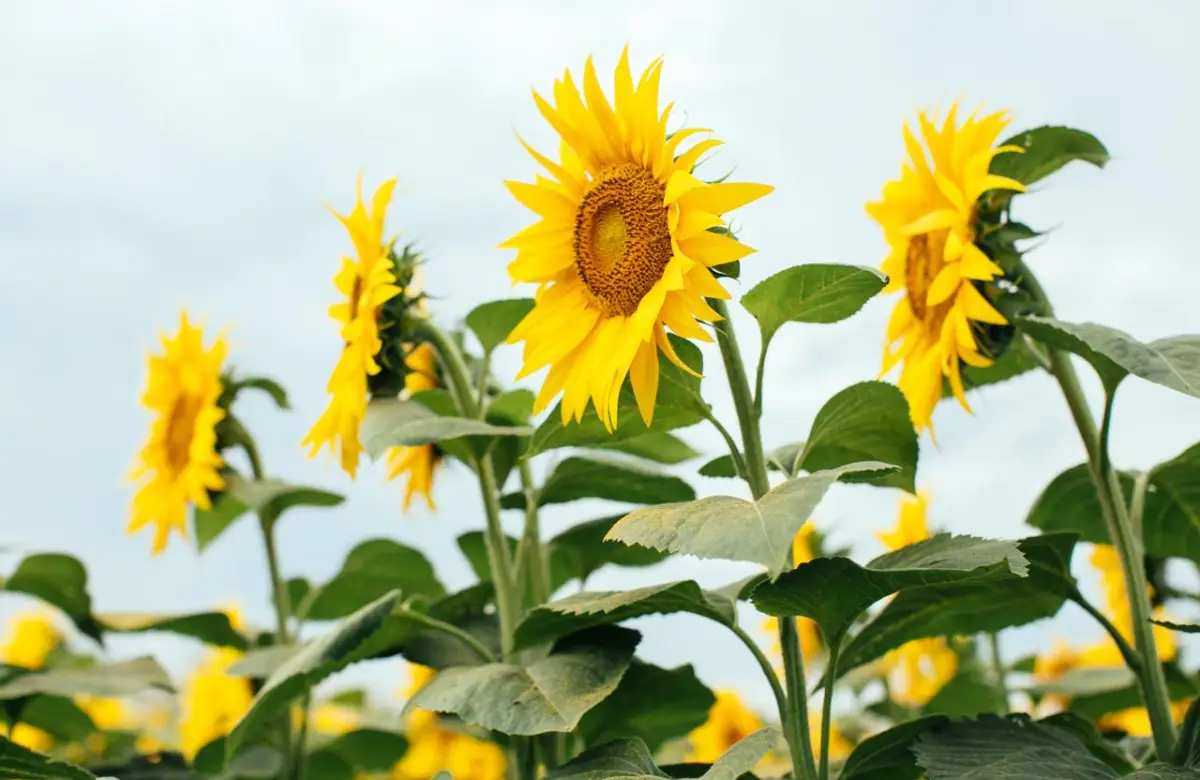 El girasol gana terreno: buenos precios y márgenes impulsan la siembra en la próxima campaña