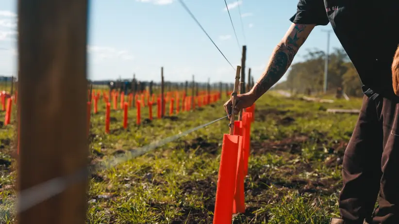 pueblochapa_viñedo-4