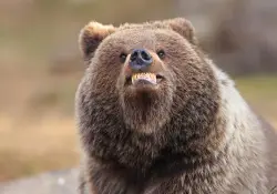 Las fotos más insólitas de animales que compiten por el Comedy Wildlife Photography Awards