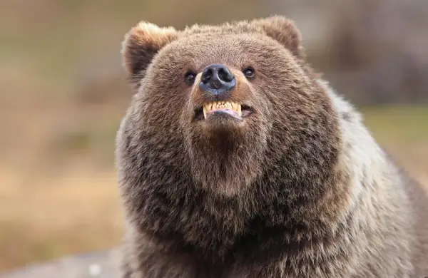 Las fotos más insólitas de animales que compiten por el Comedy Wildlife Photography Awards