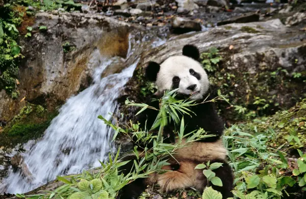 Rolex anuncia a las cinco Laureadas de los Rolex Awards 2026