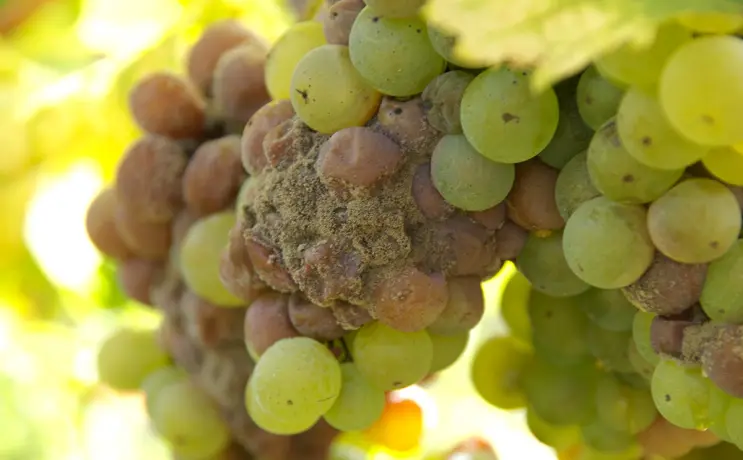 uvas botritizadas
