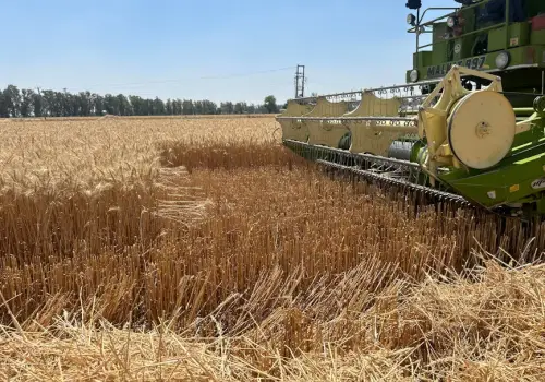 ¿Cisne negro? El agro vuelve a estar en alerta por la chicharrita del maíz