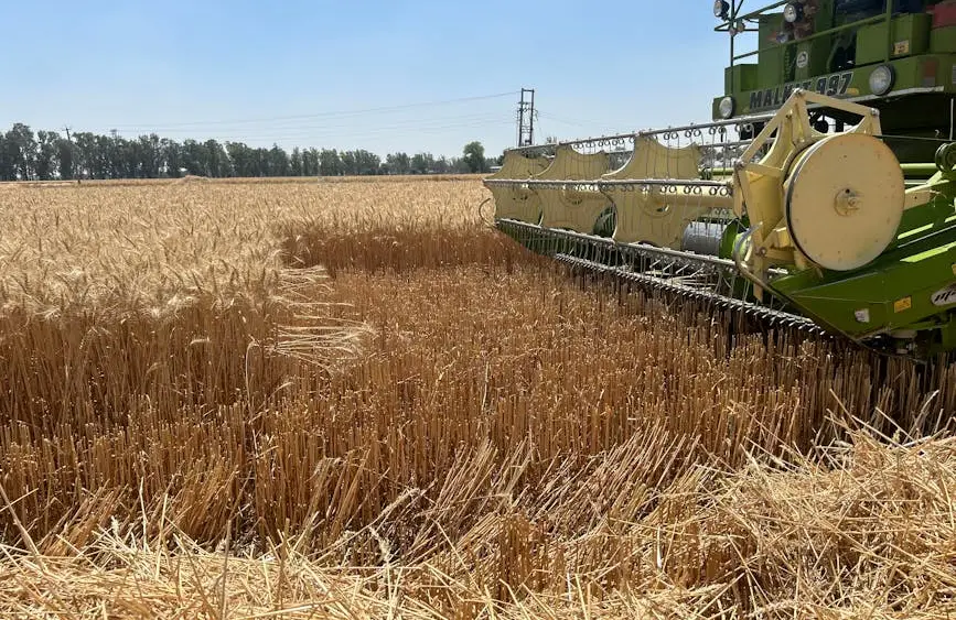 ¿Cisne negro? El agro vuelve a estar en alerta por la chicharrita del maíz