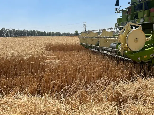 Una cosechadora verde trabajando en un campo de trigo dorado, bajo un cielo azul claro.