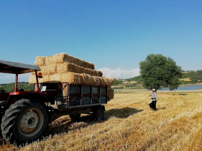 Agro, campo (se puede usar) Pexels