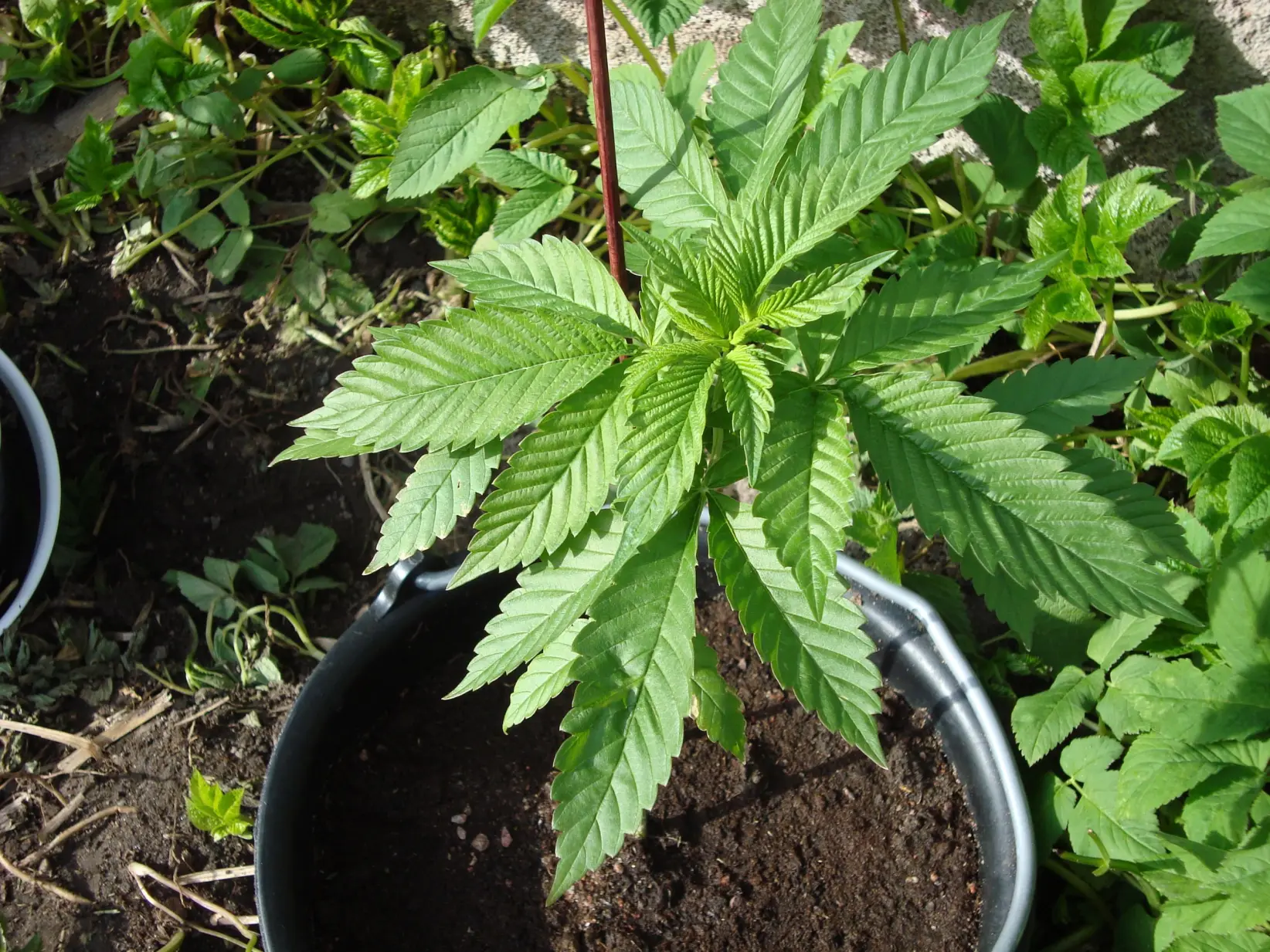 SE PUEDE USAR: cannabis_sativa      (Foto: Sativaindica, CC BY 3.0 <https://creativecommons.org/licenses/by/3.0>, via Wikimedia Commons).