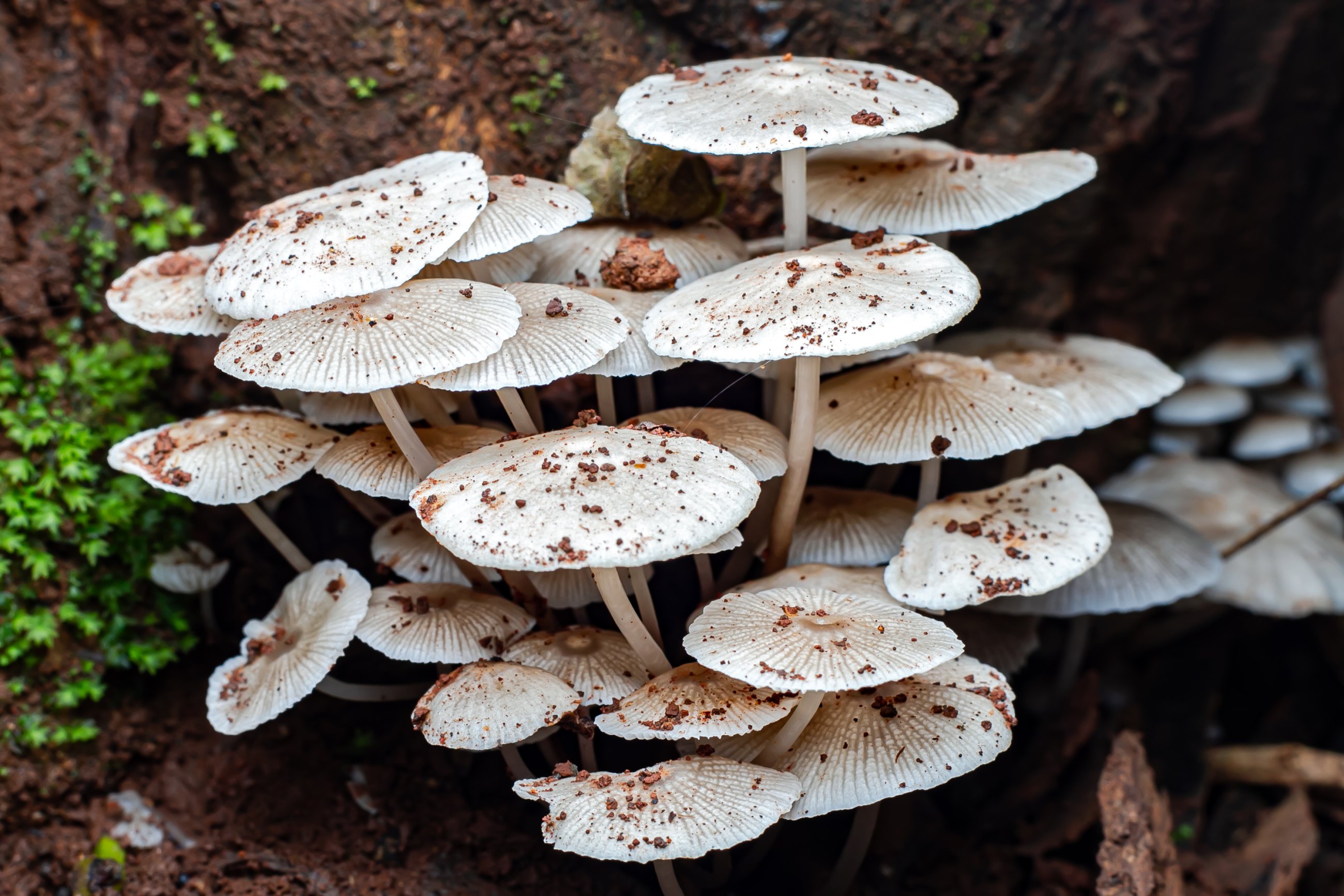 El negocio que crece en la tierra: Argentina impulsa reino fungi, un mercado de más de US$ 4.600 millones