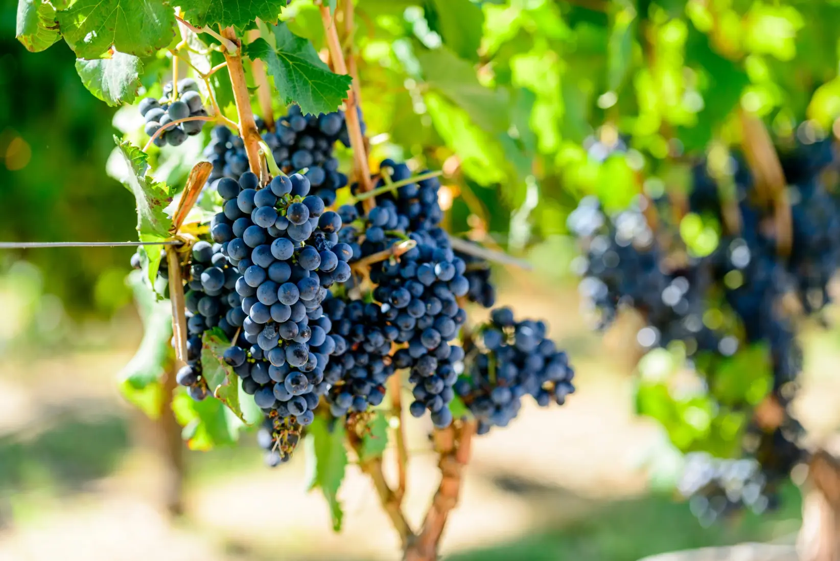 Viñedos Mendoza