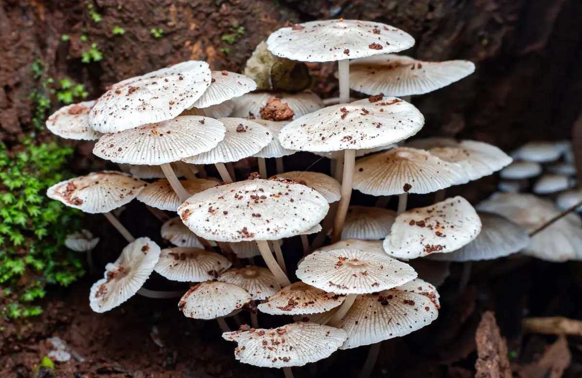 El negocio que crece en la tierra: Argentina impulsa reino fungi, un mercado de más de US$ 4.600 millones 
