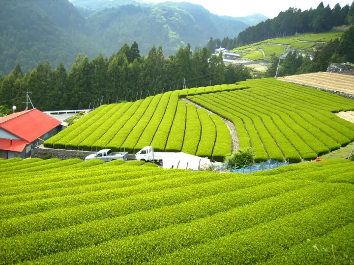 MatchaKari, cofundada por el Dr. Andrew Weil, obtiene su matcha orgánico de Uji, Japón. (Foto: MatchaKari)