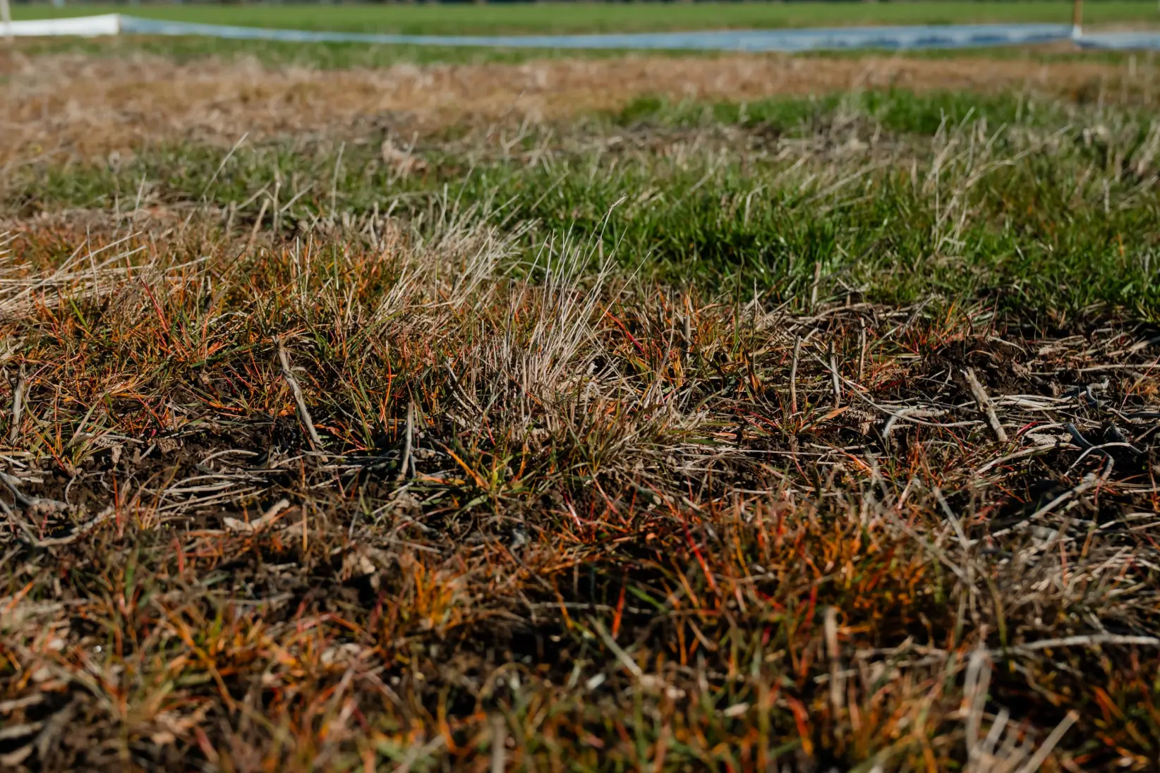 Las malezas resistentes afectan alrededor del 70% del territorio productivo argentino (Gentileza Syngenta)