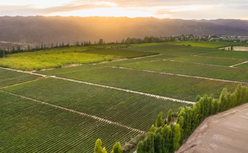 vinedo zingaretti valle de uco, mendoza