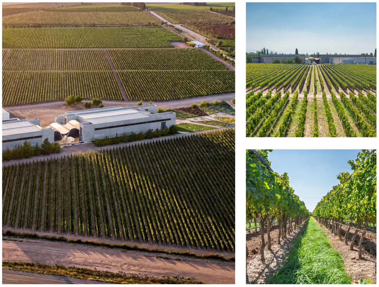 vinedos hobbs estate lujan de cuyo