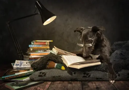 Las 18 fotos finalistas de los International Pet Photography Awards 