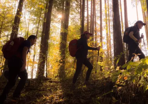 "Baños de bosque", la tendencia saludable que crece en Japón y que pocos turistas conocen
