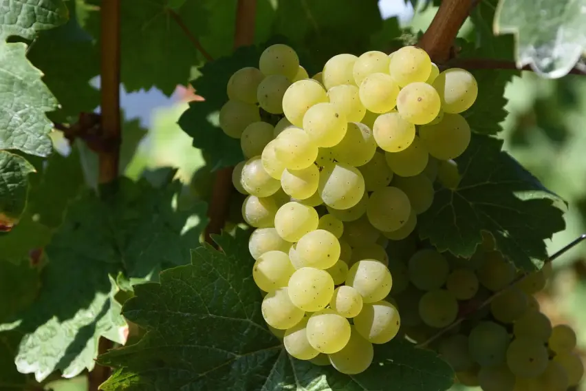 Uvas (Foto: Pixabay)