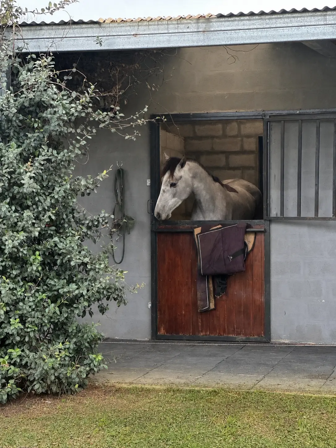 Gerónimo Copello, fundador de Horse Law Argentina. Crédito: Gentileza Horse Law Argentina