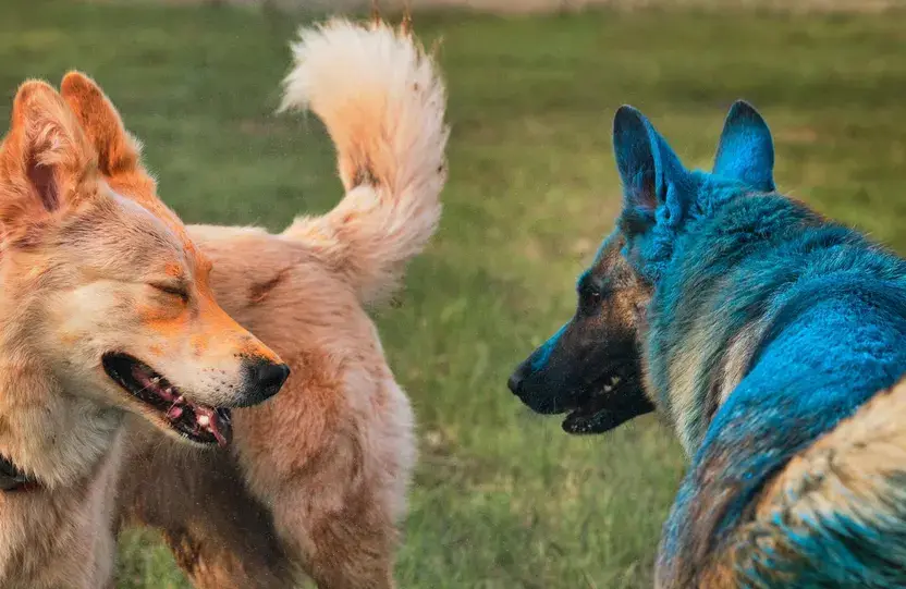 El misterio de los perros azules de Chernóbil: científicos explican qué hay detrás del extraño fenómeno