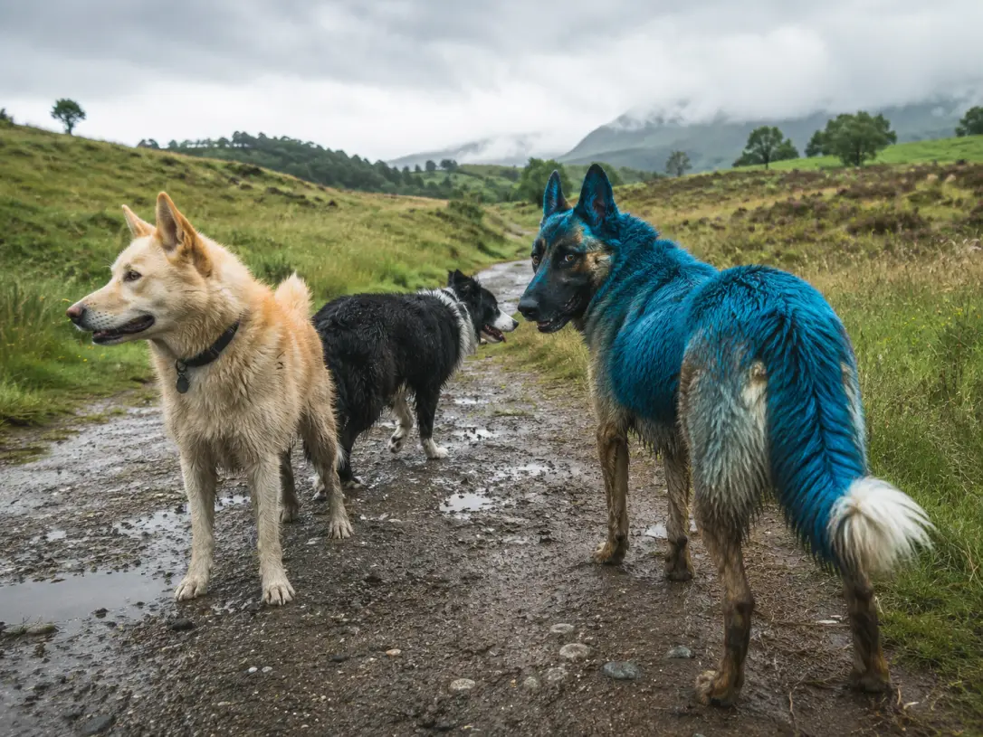 Perros azules (Imagen creada con IA)