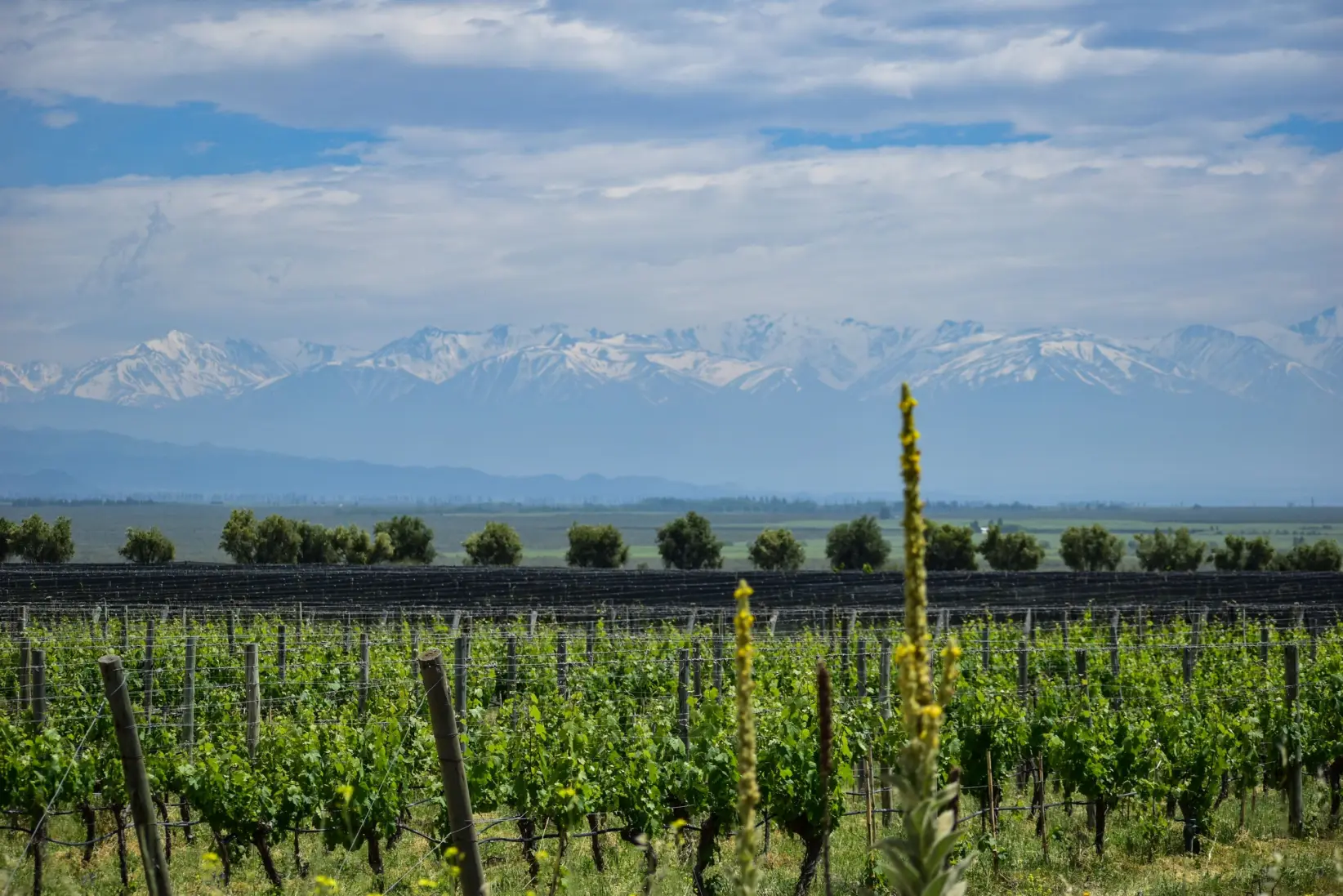 Viñedo. (Foto: Pexels)