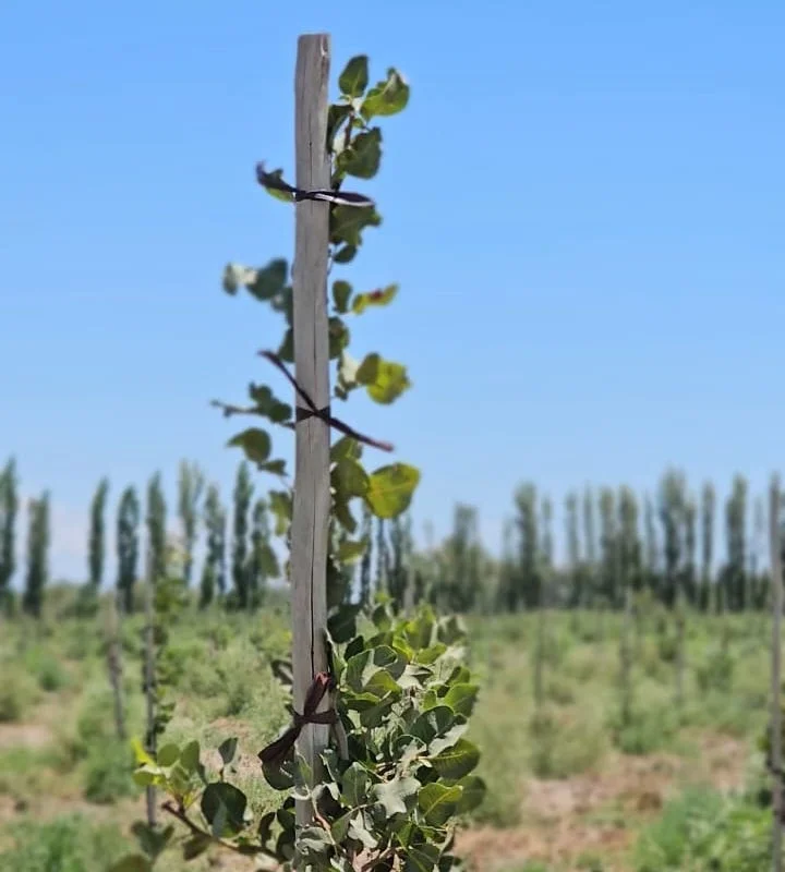 AgroFides Pistacho - Gentileza