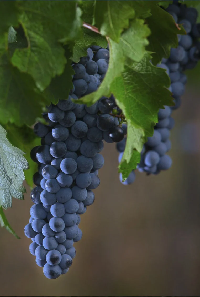 Lamadrid Estate Wines - (Foto: Gentileza Lamadrid Estate Wines)