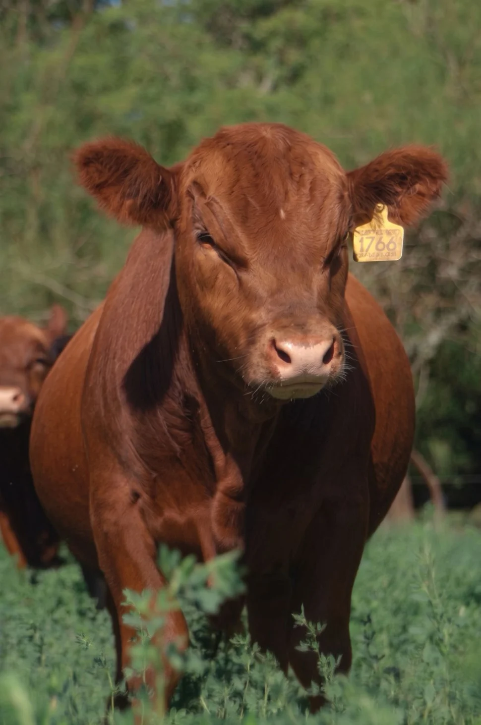 Bulltrack - Bulltrack