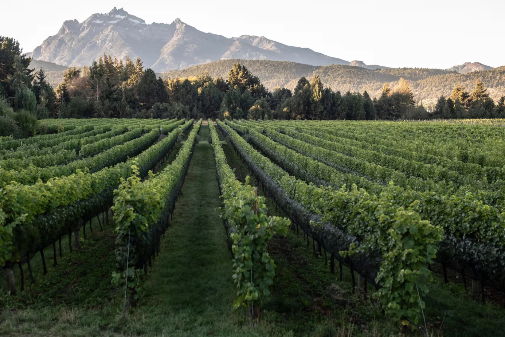 Casa Yagüe, proyecto familiar y pionero de la vitivinicultura en Trevelin, trabaja vinos de terroir extremo entre viñedos y montaña. - Casa Yagüe