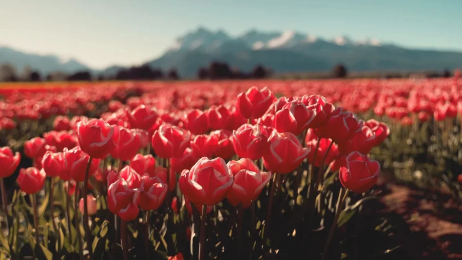 Tulipanes - Turismo Trevelin
