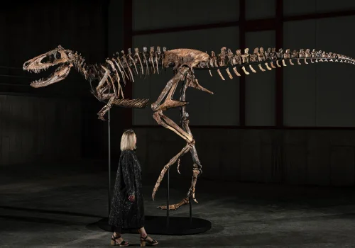 Valía US$ 20 millones, pero descubrieron que no era un Tiranosaurio Rex: ahora vale menos de la mitad