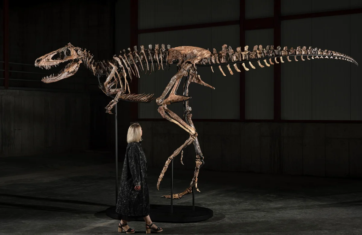 Valía US$ 20 millones, pero descubrieron que no era un Tiranosaurio Rex: ahora vale menos de la mitad