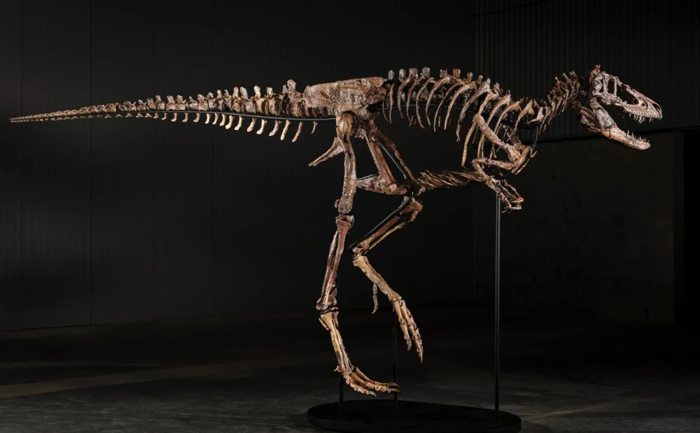 "Jodi": El esqueleto de Nanotyrannus - Sothebys