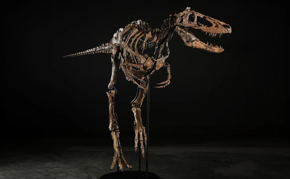"Jodi": El esqueleto de Nanotyrannus - Sothebys