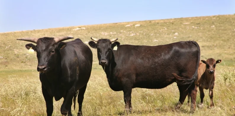 Se estima que el negocio mundial de carne Wagyu alcanzará los US$ 28.660 millones en 2026 - .