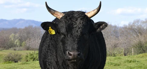 Waygu - .