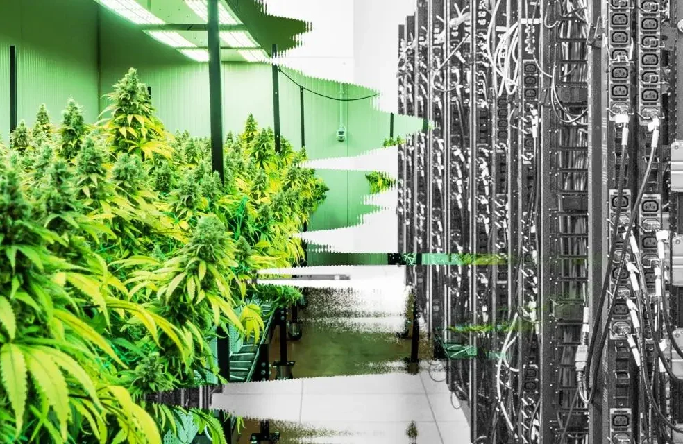 Del negocio del cannabis al auge de la IA: empresas quieren convertir sus plantas de cultivo en centros de datos